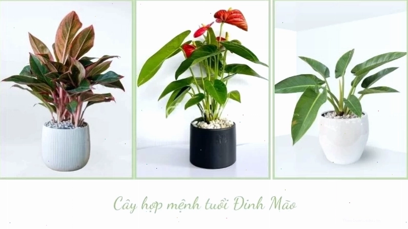 Cây Kim Ngân hợp tuổi Đinh Mão 1987 mang lại tài lộc