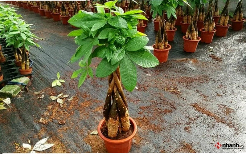 Cây Kim ngân hợp với người tuổi Tuất