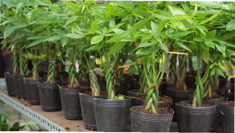 Cây Kim Ngân mang đến tài lộc và thịnh vượng
