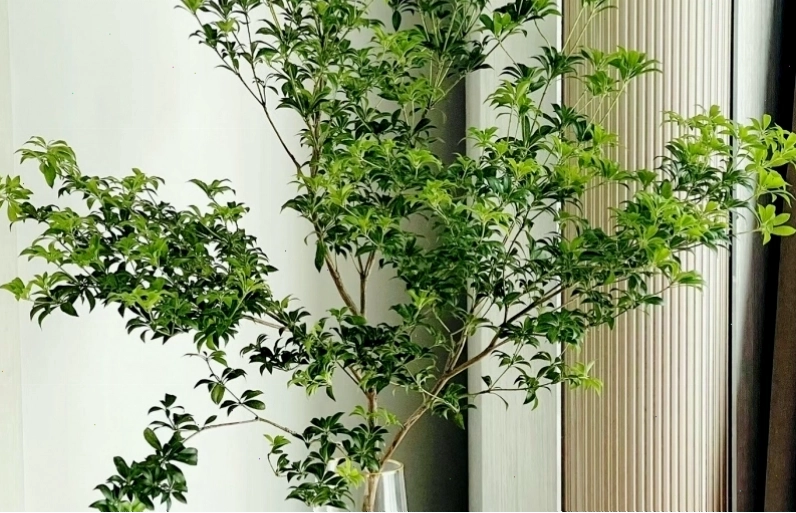 Cây kim tiền được cắm nước vẫn đẹp