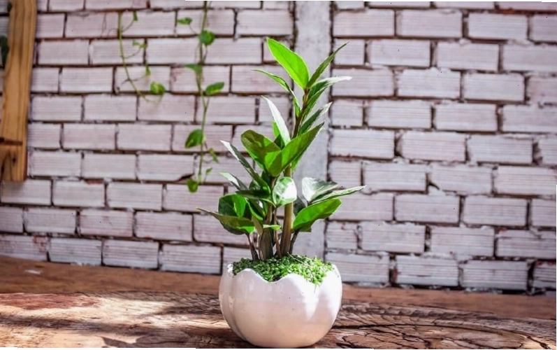Cây Kim Tiền giúp chiêu tài, hút lộc cho gia chủ