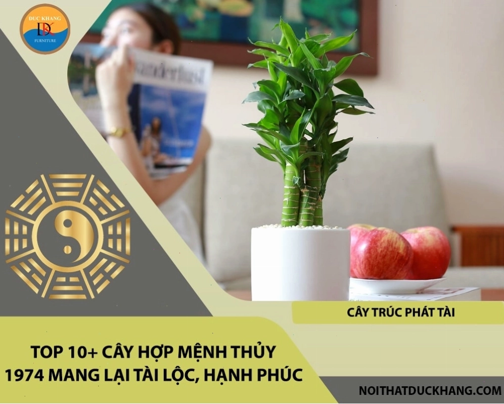 Cây Kim Tiền hợp mệnh Thủy cho tuổi Giáp Dần 1974