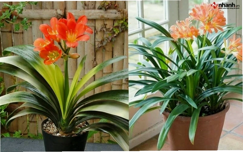 Cây Lan quân tử phù hợp người tuổi Mùi và mệnh Hỏa