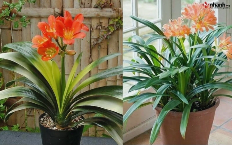 Cây Lan quân tử phù hợp với người tuổi Mùi