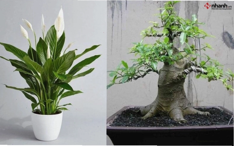 Cây Lan ý, cây sung cho người tuổi Sửu