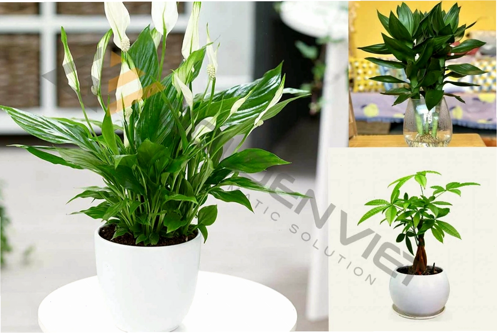 Cây lan ý, phát lộc, kim ngân giúp tăng cường tài lộc, hóa giải phong thủy xấu