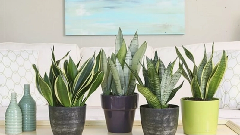 Cây lưỡi hổ đặt trang trí trong phòng khách