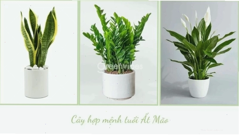 Cây Lưỡi Hổ phù hợp trồng trước nhà tuổi Đinh Mão 1987