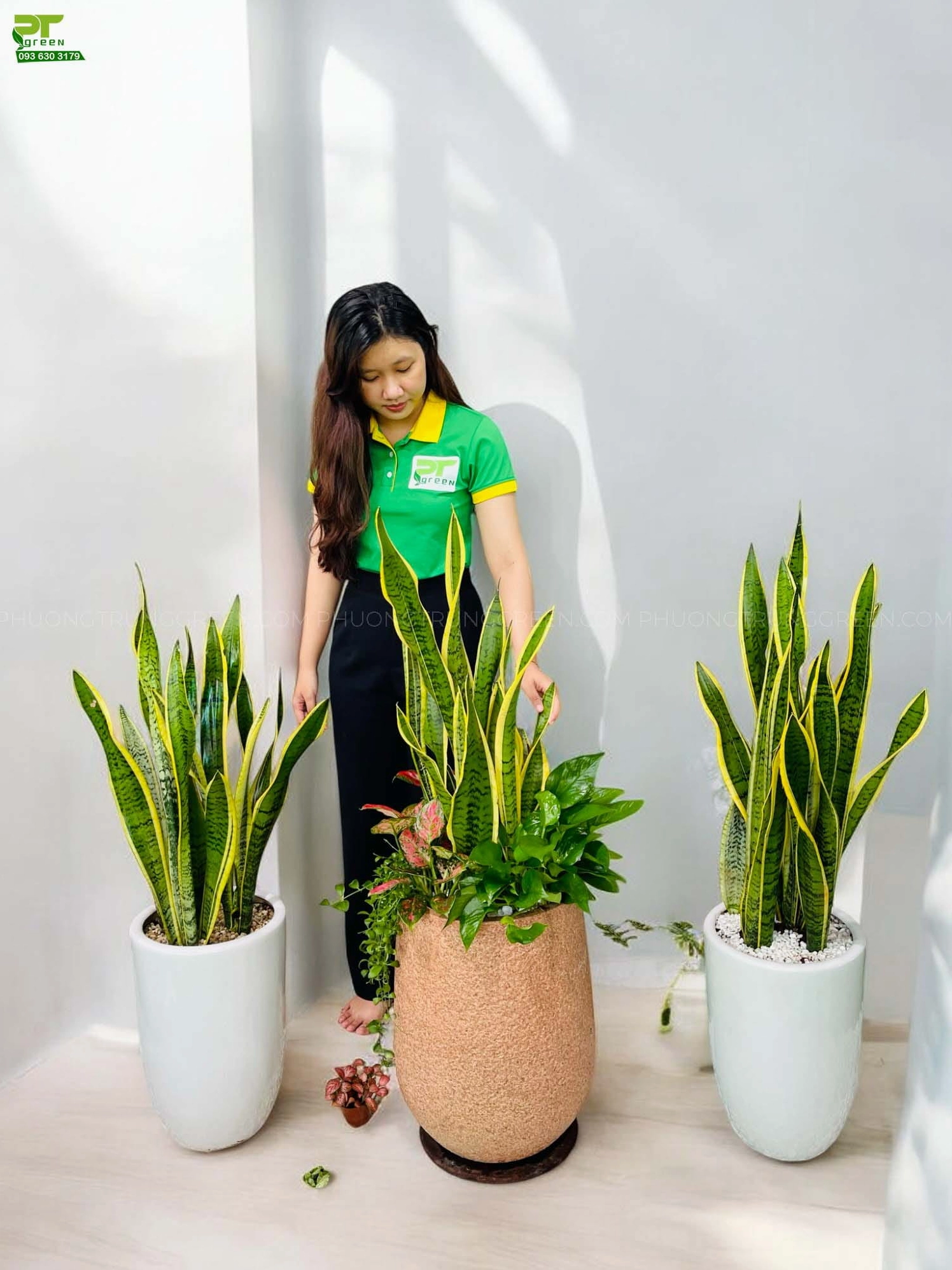 Cây Lưỡi Hổ Trong Phong Thủy: Ý Nghĩa, Tác Dụng Và Lưu Ý Khi Trồng