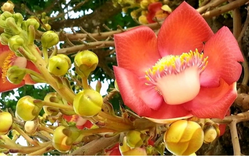 Cây ngọc kỳ lân mang lại sự sung túc và may mắn