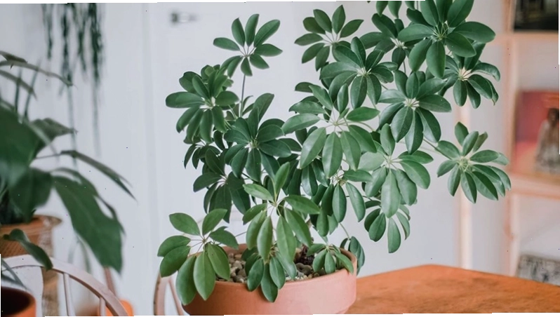 Cây ngũ gia bì hút tài lộc và vượng khí cho gia chủ