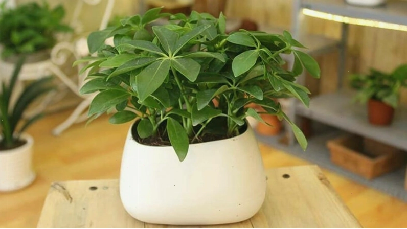 Cây Ngũ Gia Bì Xanh tương sinh với mệnh Hỏa