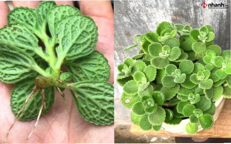 Cây Nhất mạt hương cho người tuổi Hợi