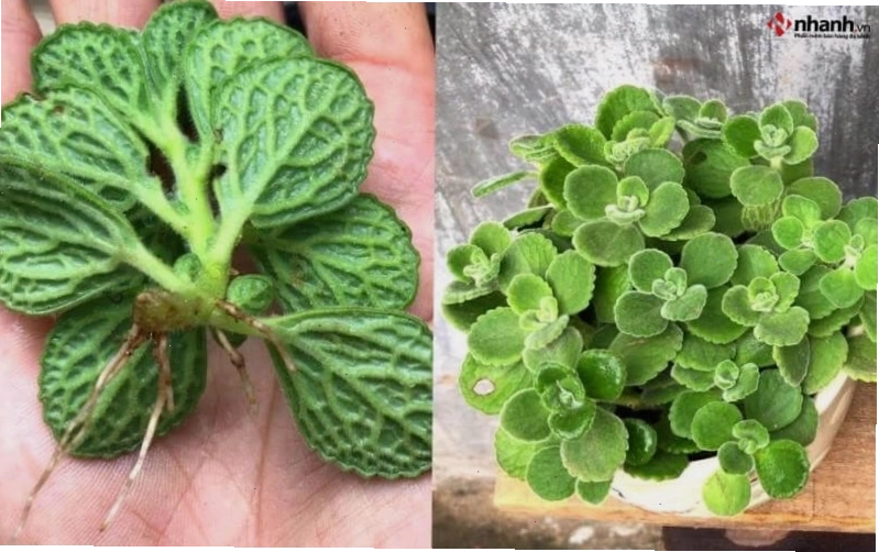 Cây Nhất mạt hương phù hợp với người tuổi Hợi