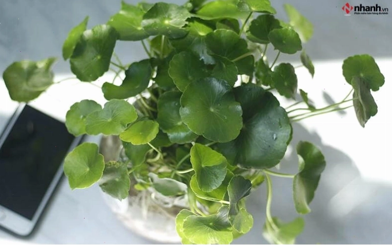 Cây phong thủy cỏ đồng tiền phù hợp người tuổi Tỵ