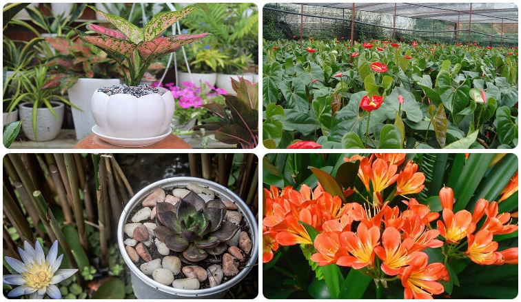 Cây Phong Thủy Hợp Mệnh Thổ: Lựa Chọn Vượng Khí Cho Gia Chủ