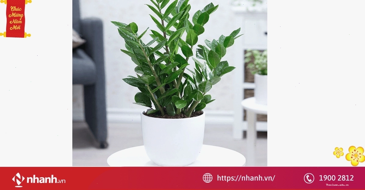 Cây phong thủy hợp người tuổi Tỵ - Cỏ đồng tiền mang lại tài lộc