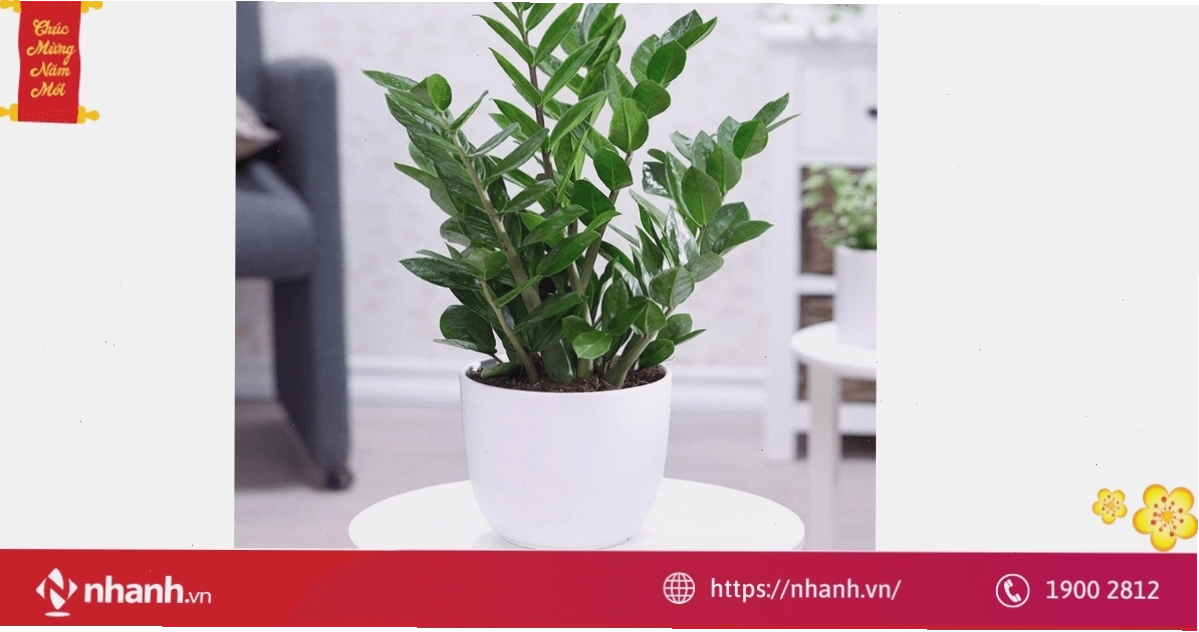 Cây phong thủy hợp tuổi Tý giúp thu hút tài lộc