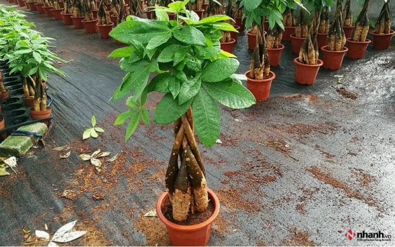 Cây phong thủy Kim ngân phù hợp người tuổi Tuất