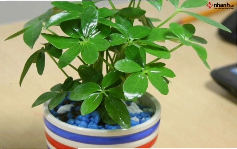 Cây phong thủy Ngũ gia bì cho người tuổi Mão