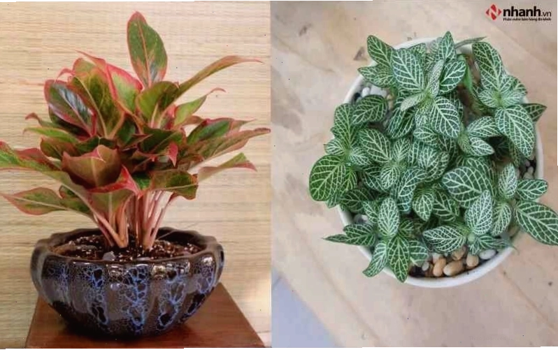 Cây Phú quý và Cẩm nhung trắng cho tuổi Dậu
