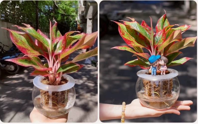 Cây Phú Quý với lá đỏ hồng mang ý nghĩa tài lộc