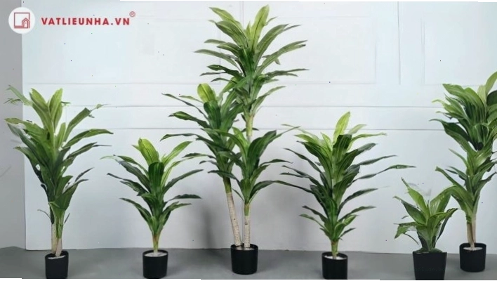 Cây thiết mộc lan mang lại may mắn và sự nghiệp thuận lợi