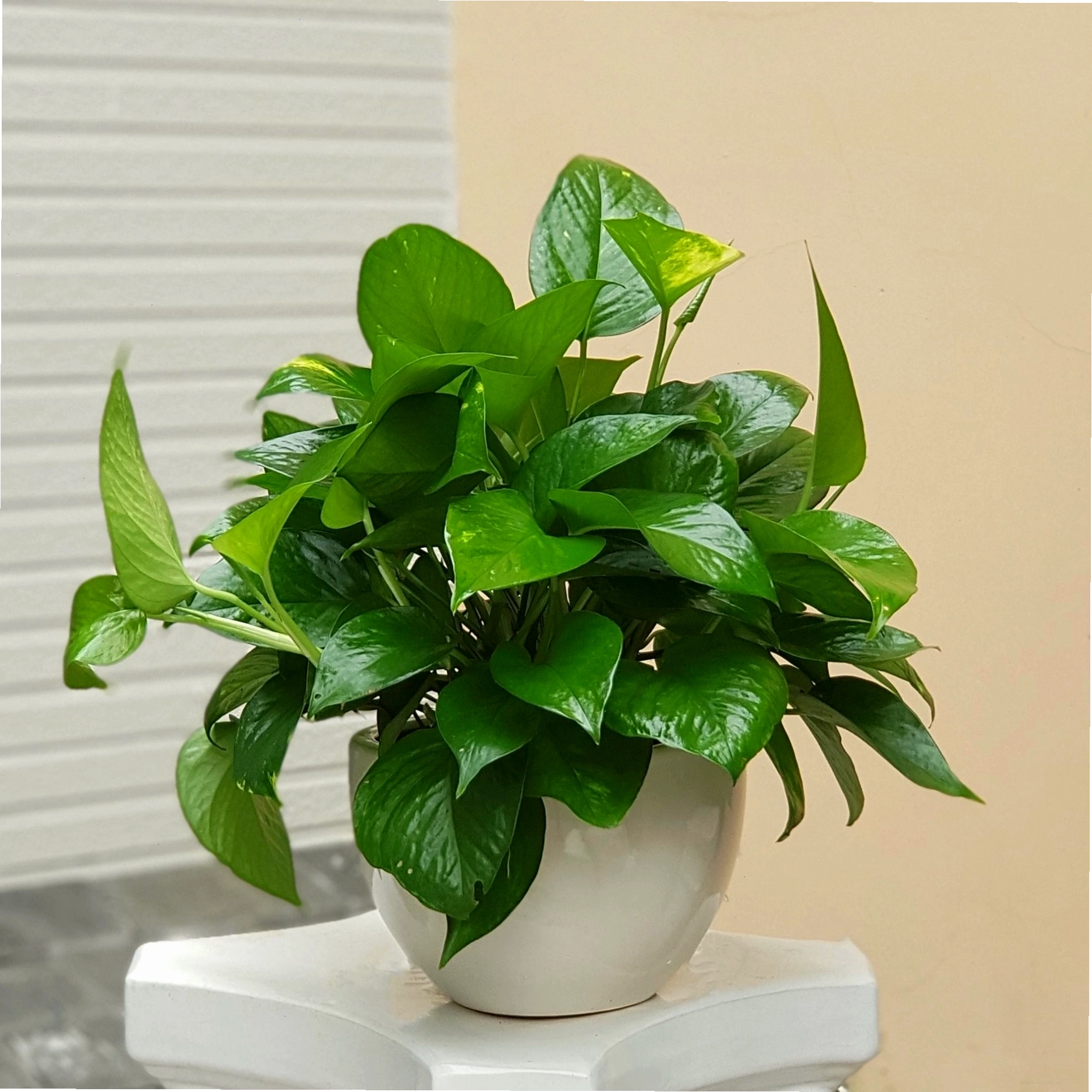 Cây trầu bà đế vương với lá đỏ tím đặc trưng