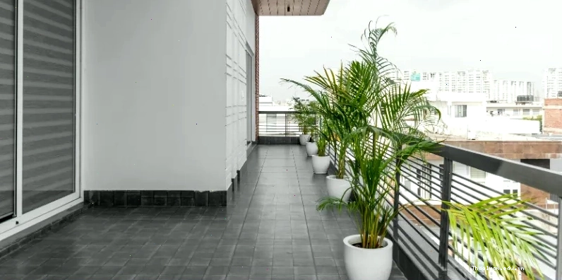 Cây trầu bà giúp thanh lọc không khí và mang lại may mắn