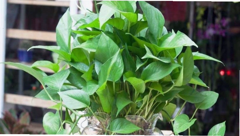 Cây trầu bà hợp mệnh gì và ý nghĩa phong thủy