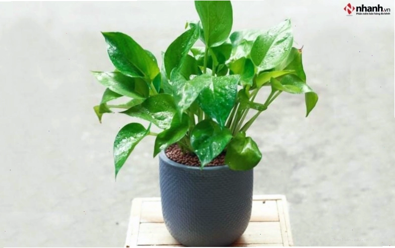Cây Trầu bà lá xẻ phong thủy cho người tuổi Ngọ