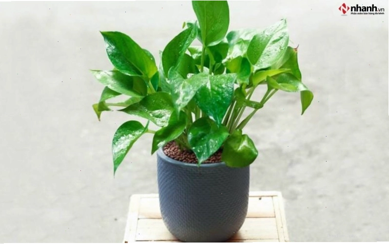 Cây Trầu bà phong thủy phù hợp người tuổi Ngọ