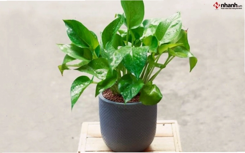 Cây trầu bà phong thủy phù hợp người tuổi Ngọ và mệnh Thổ