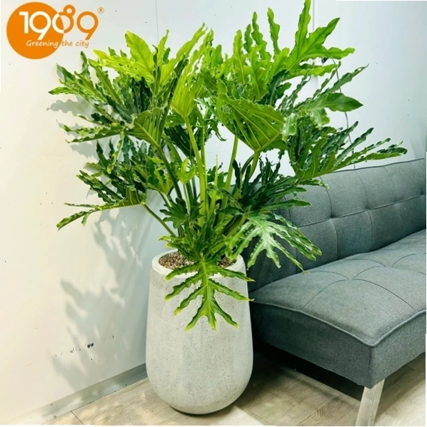 Cây Trầu Bà Thanh Xuân thích hợp trồng văn phòng