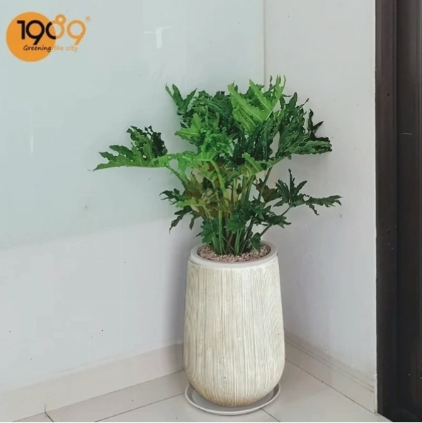 Cây Trầu Bà Thanh Xuân với lá hình trái tim