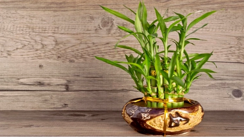 Cây Trúc Phú Quý với lá xanh và viền đỏ