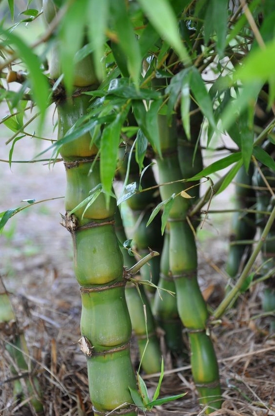 Cây Trúc Quan Âm Phong Thủy: Ý Nghĩa, Cách Chăm Sóc và Vị Trí Đặt Chuẩn Giới Chuyên Gia