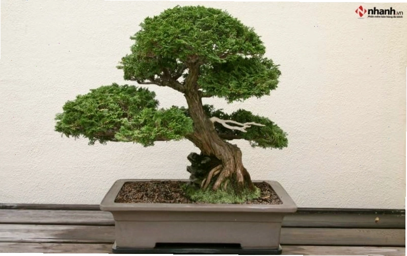 Cây Tùng bồng lai bonsai hợp với tuổi Thân