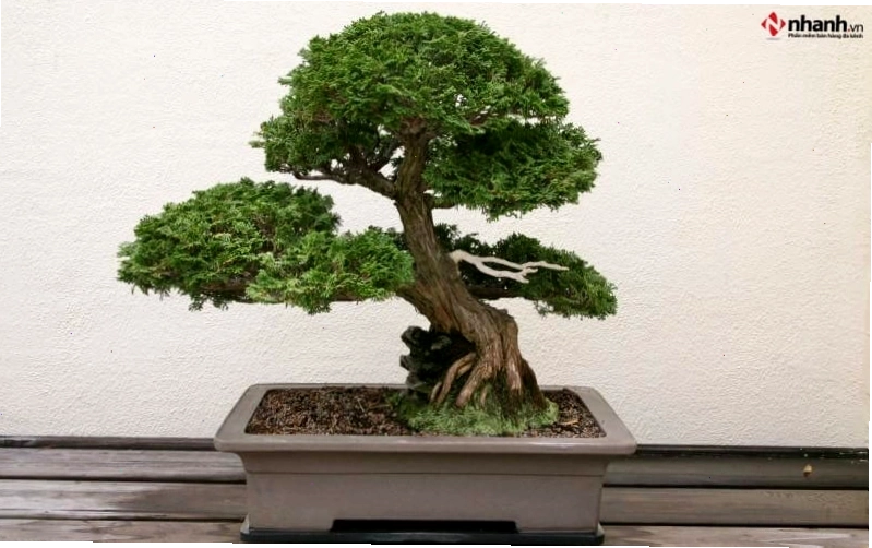 Cây tùng bồng lai bonsai phù hợp người tuổi Thân
