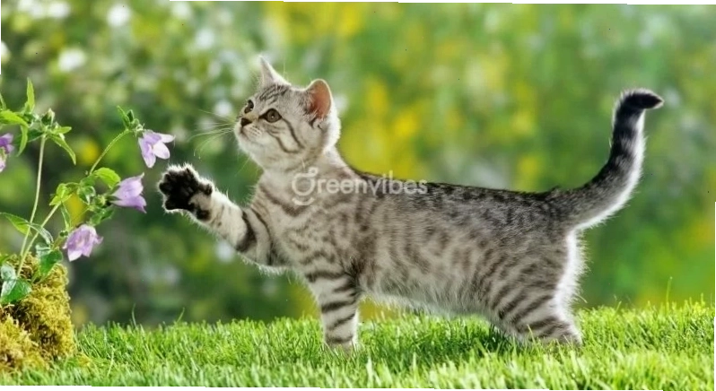Chăm sóc cây cảnh đúng cách để tăng cường phong thủy cho tuổi Đinh Mão