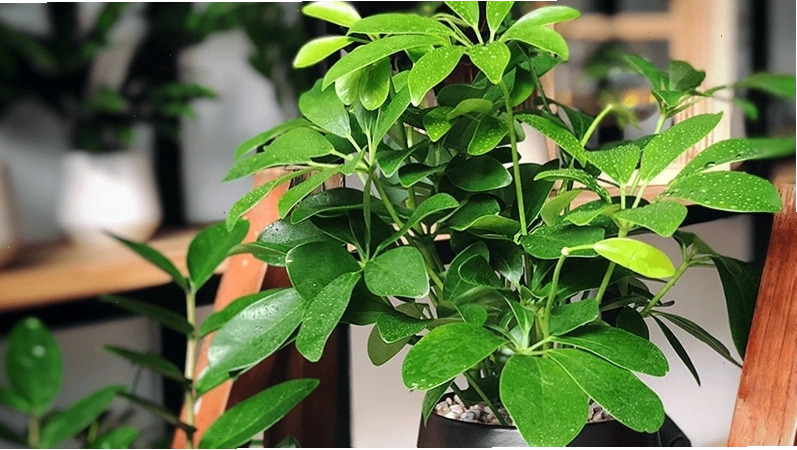 Chăm sóc cây ngũ gia bì để cây luôn xanh tốt