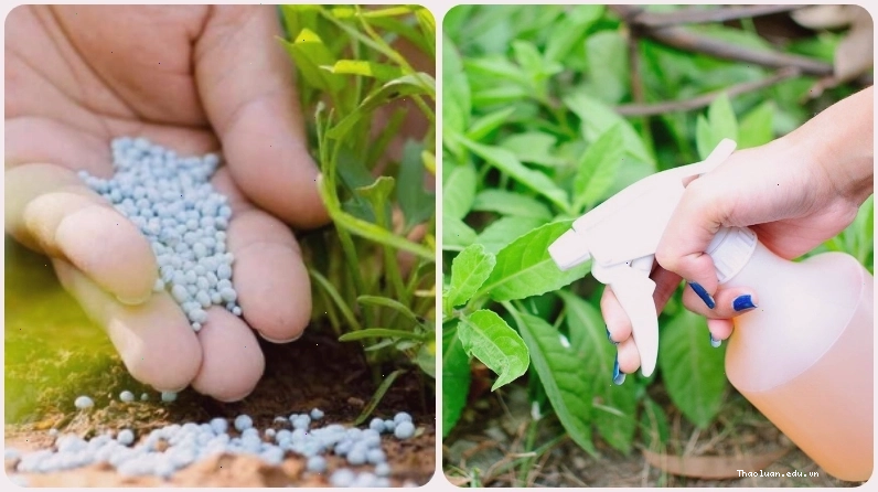 Chăm sóc cây non thược dược bằng cách bón phân và tưới nước