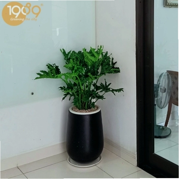 Chậu cây Trầu Bà Thanh Xuân đẹp mắt