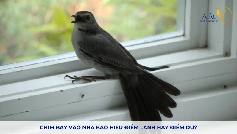 Chim bay vào nhà có ý nghĩa gì? Giải mã điềm lành hay dữ
