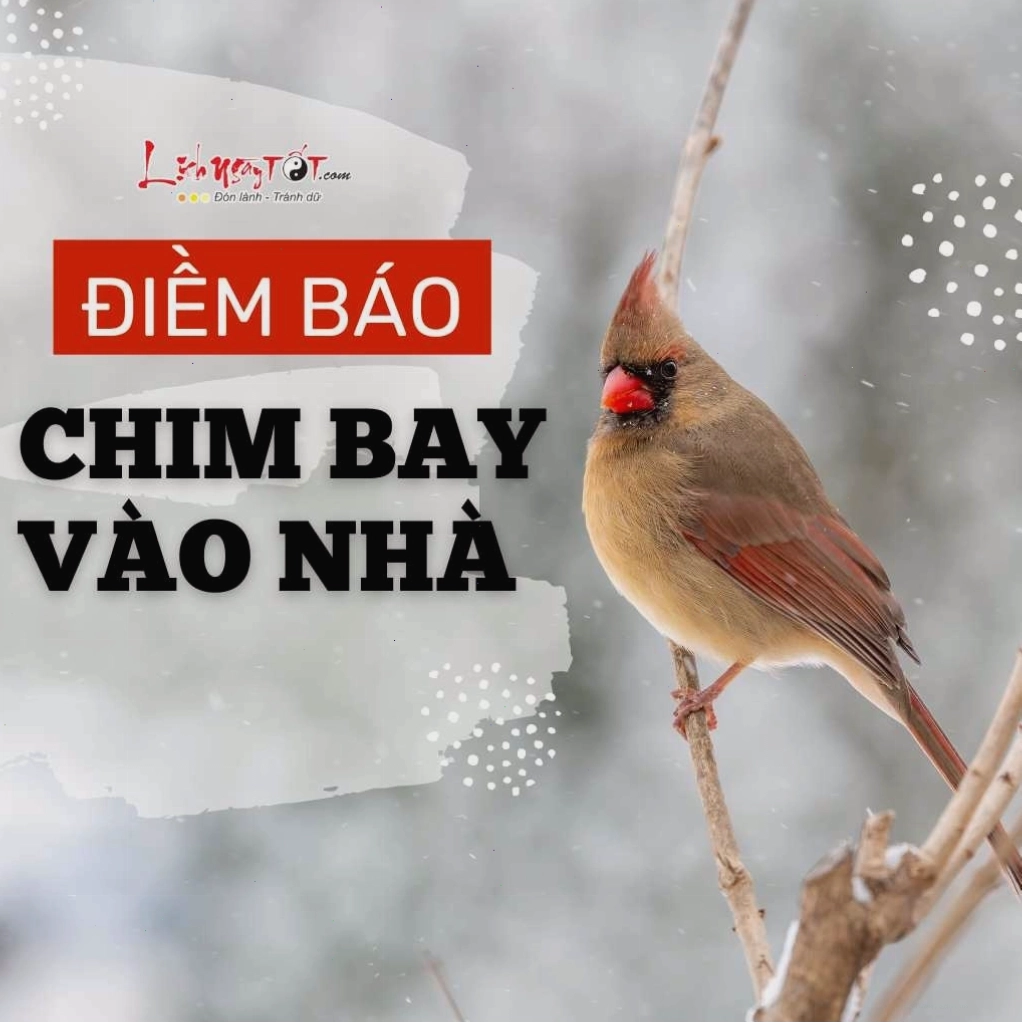 Chim bay vào nhà mang điềm lành và may mắn