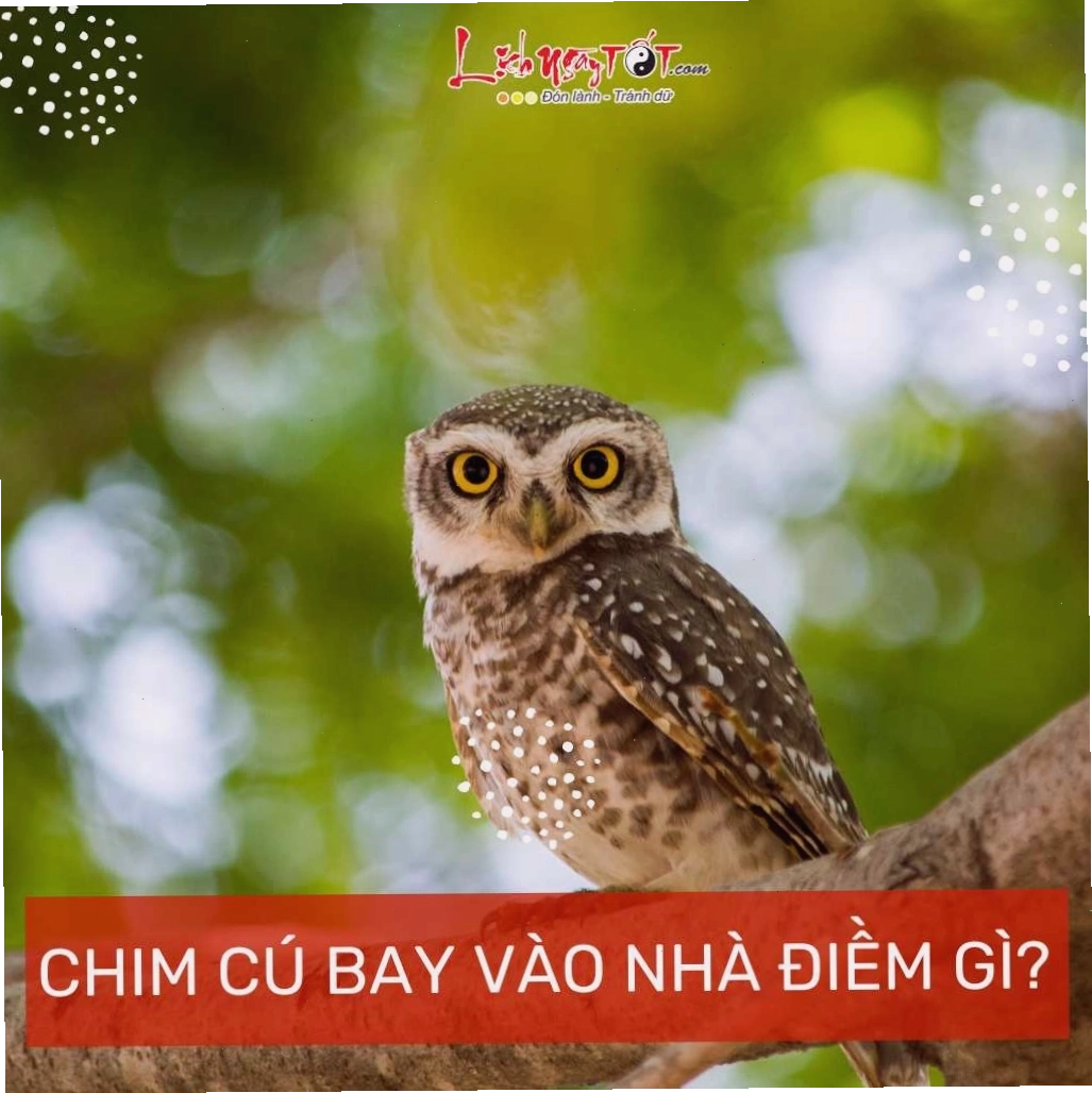 Chim cú mèo bay vào nhà là điềm gì