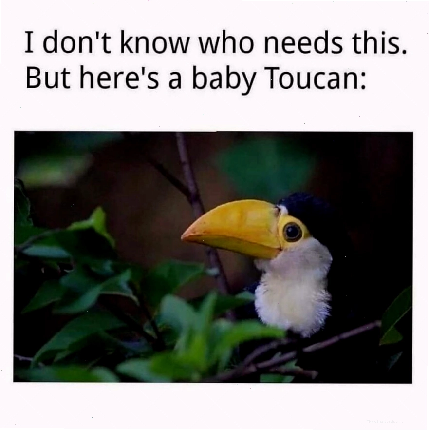 Chim Toucan con đáng yêu trên nền lá xanh, một hình ảnh vui tươi trong animal memes
