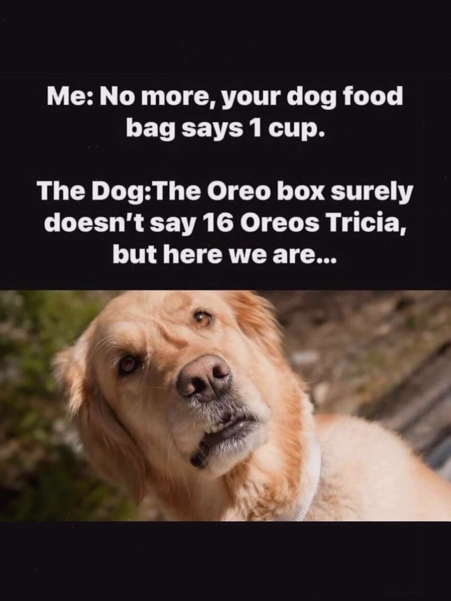 Chó Golden Retriever vẻ mặt bối rối khi ăn Oreo, animal meme hài hước