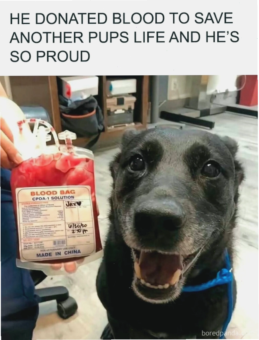 Chó vui vẻ bên túi máu sau khi hiến tặng, animal meme ý nghĩa