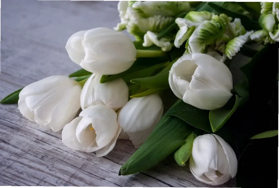 Chọn hoa tulip trắng tươi mới và chú ý số lượng để tăng thêm ý nghĩa